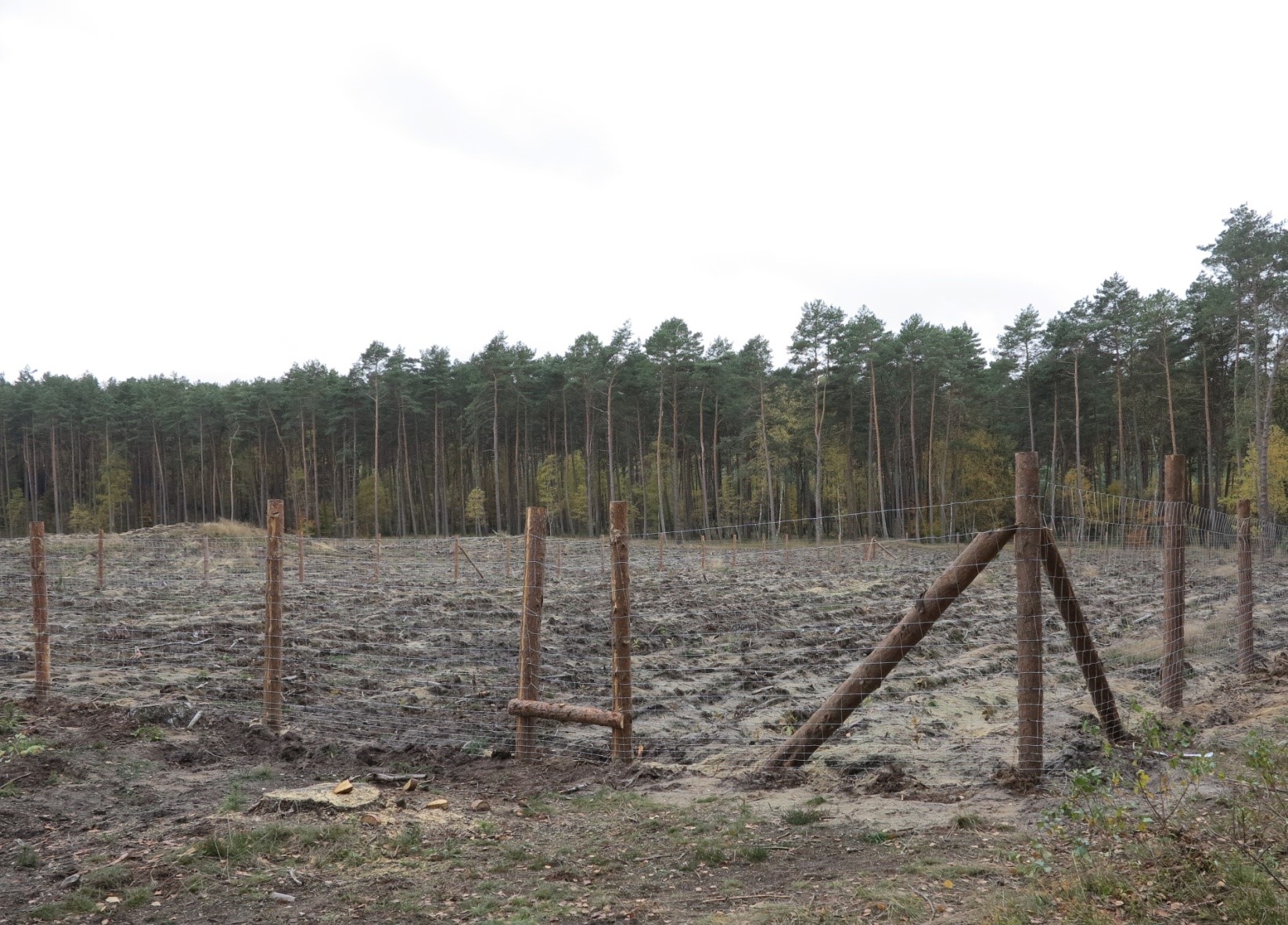 Zabezpieczanie cennych domieszek gatunków liściastych – grodzenie - fot. Artur Majewski