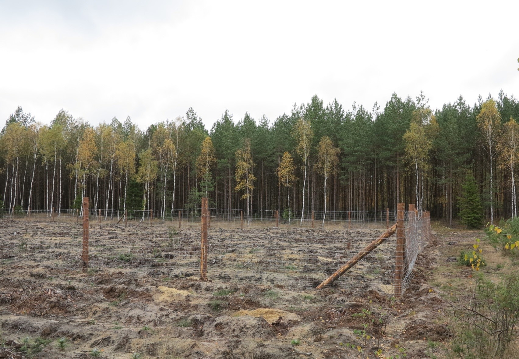 Zabezpieczanie cennych domieszek gatunków liściastych – grodzenie - fot. Artur Majewski